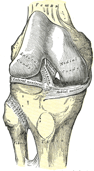 Classical anatomical illustration of the knee showing the medial and lateral menisci and the anterior and posterior cruciate ligaments